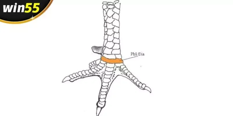 Giới thiệu một số hình dạng vảy gà phủ địa